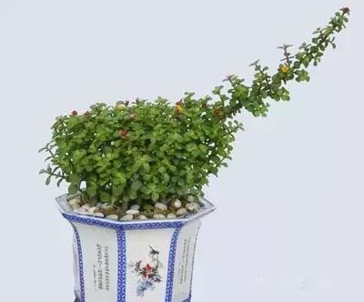 献给那些养花每次都养死的人文案,一直养死花但从未放弃养花