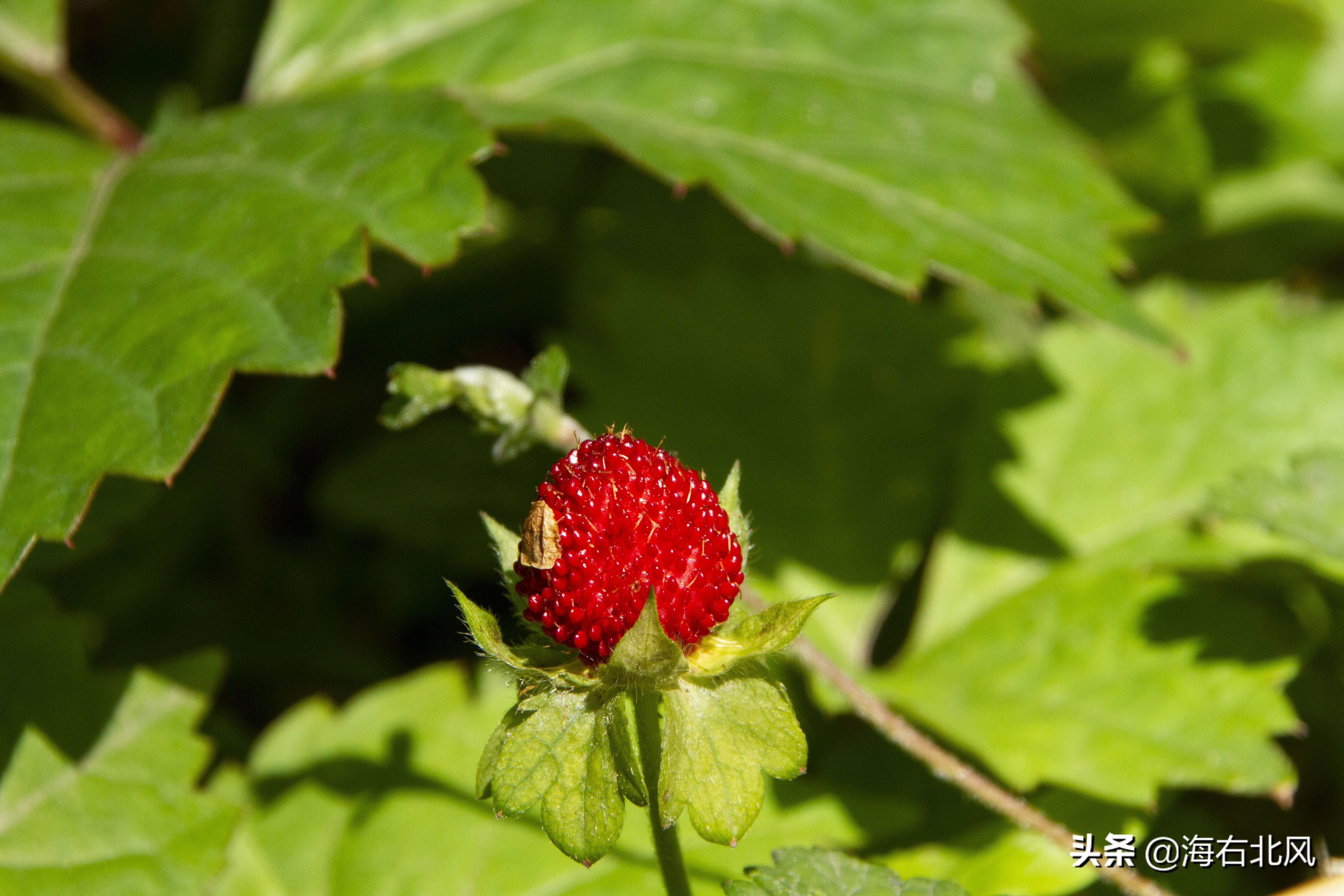 藕池镇有玩游戏的吗,藕塘周边一日游推荐