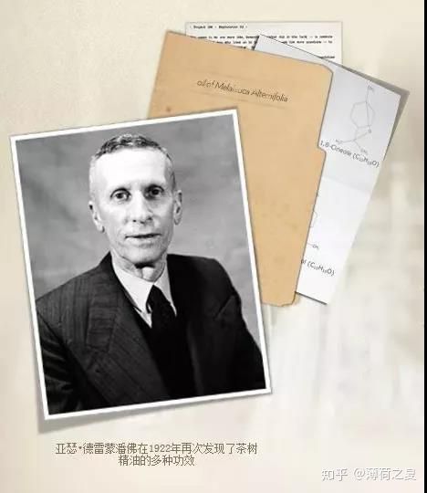 澳洲茶树的优点和缺点,澳洲茶树枝叶