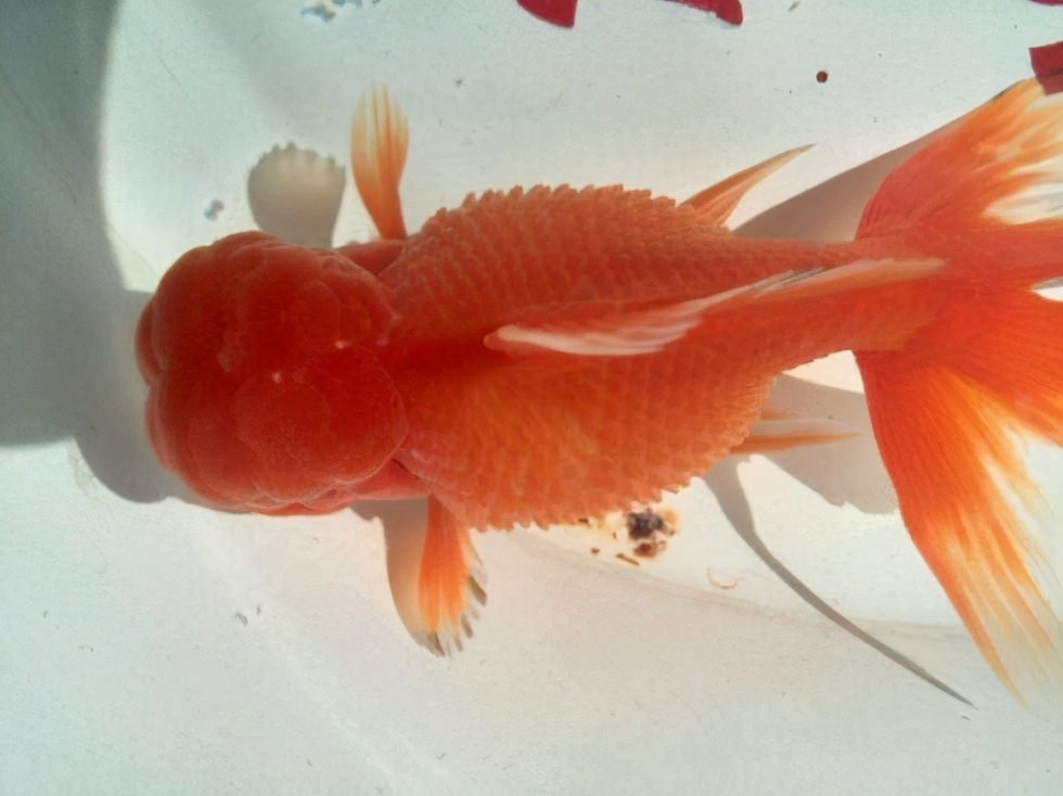 金鱼最近隔几天就死一条是为什么,买回来的金鱼为什么养几天就死了