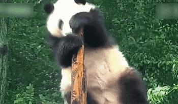 国内可以看熊猫吗,看熊猫要到哪里看