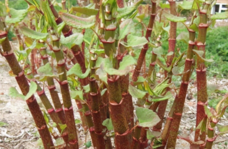 俗称“酸竹筒”，1月长1米，若遇到请移栽回去，别不懂其价值