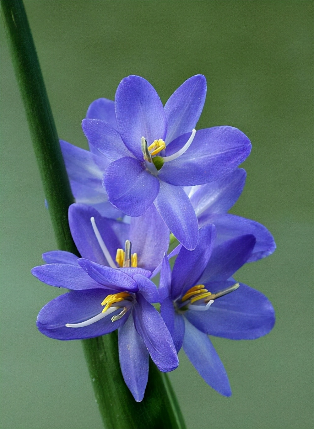 十种蓝色花,常见的六种蓝色花