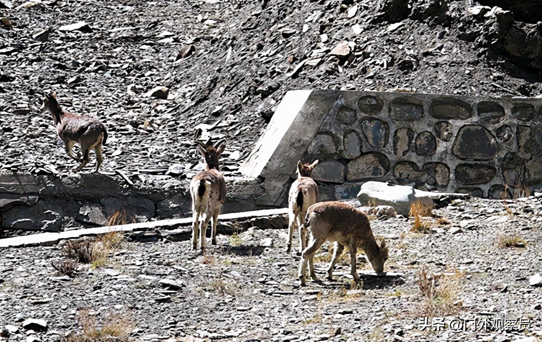 为什么到西藏一定要去阿里,不去拉萨能到那曲吗