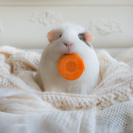 新手应该养哪些可爱粘人的仓鼠,新手养仓鼠最适合养荷兰猪