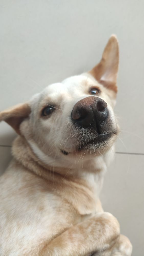 这是什么狗,狗狗横齿什么样