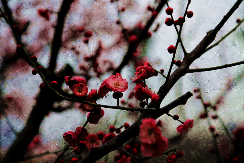 南京古林梅岭，二梅报春；盆景园梅花，婀娜多姿