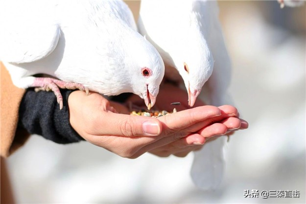 鸽子的家在哪里,鸽子的新家在哪里