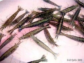 最高效的除藻工具虾,去除绿藻用什么虾