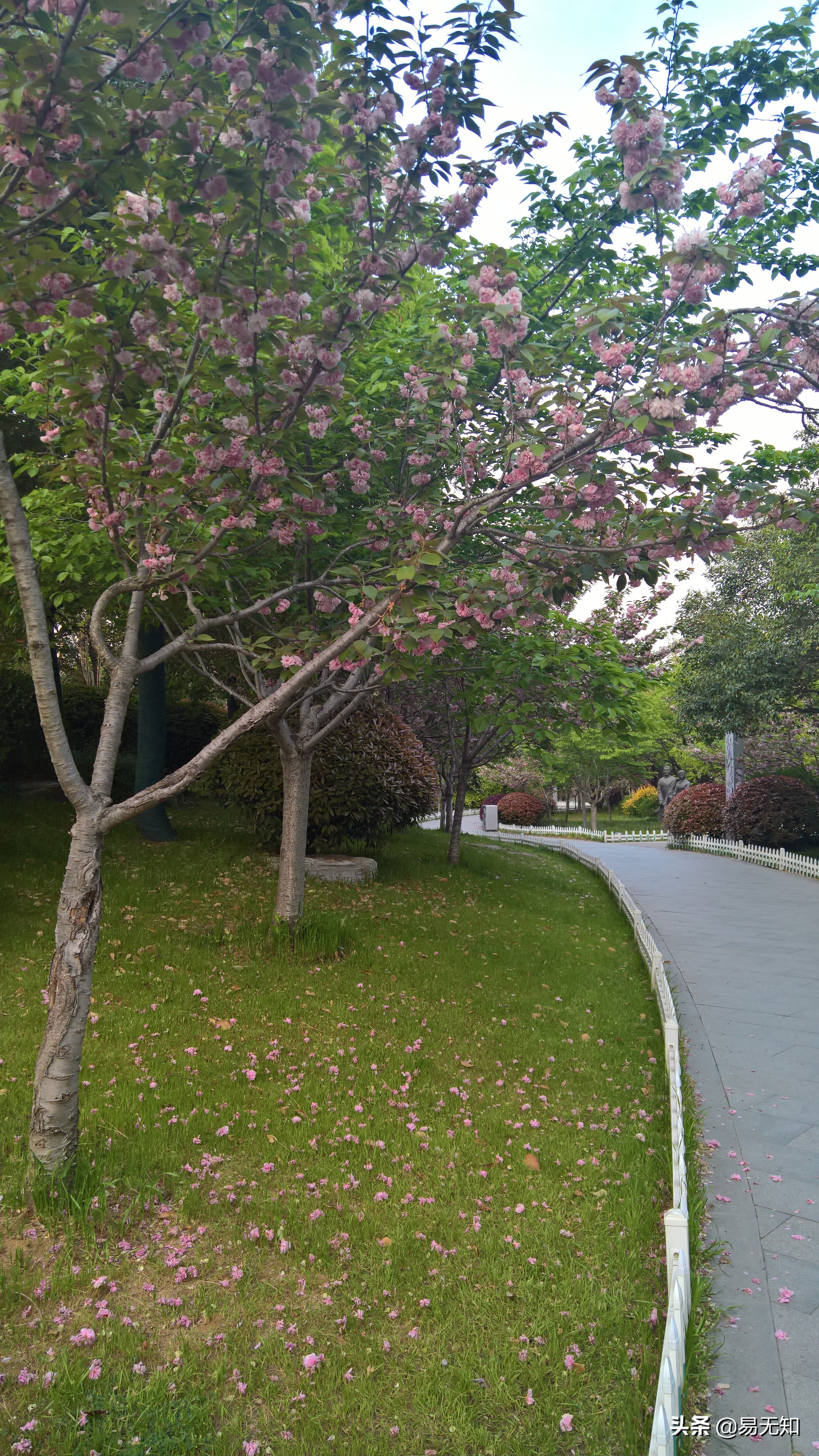 徐州彭祖园樱花美景,亲近自然之美彭祖园赏花正当时