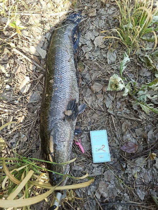 路亚马口入门装备推荐 (海钓路亚入门装备推荐)