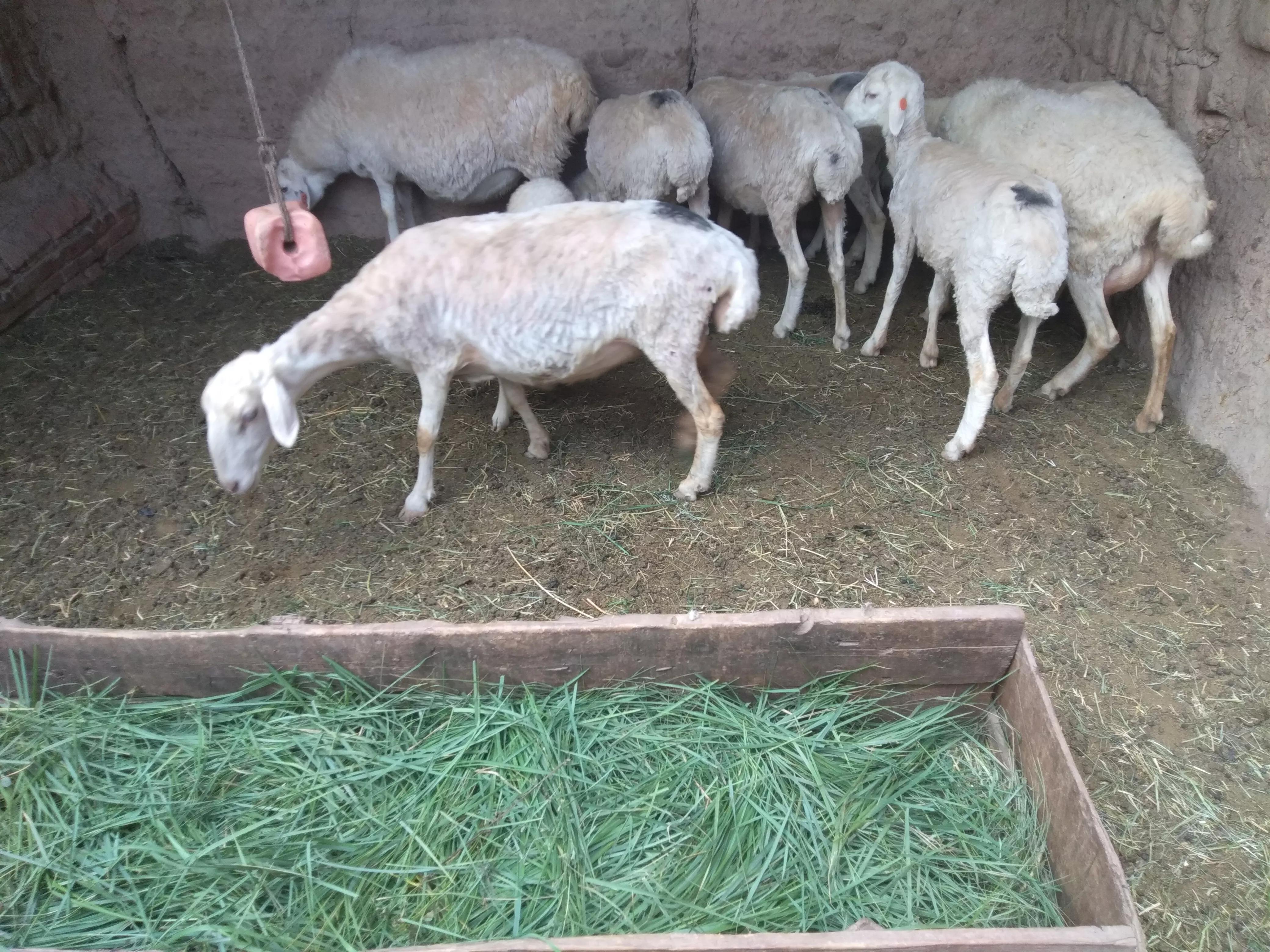 羊价低迷养羊户怎么办,养羊羊价以后涨还是跌