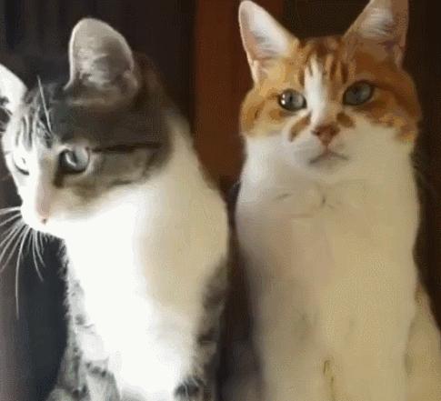 新手养成年猫咪的基础知识,养猫咪新手入门必备知识100个