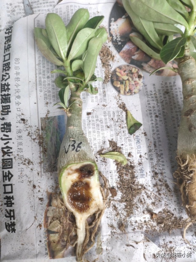 沙漠玫瑰花舒展不开怎么办,沙漠玫瑰花苞打不开是怎么回事