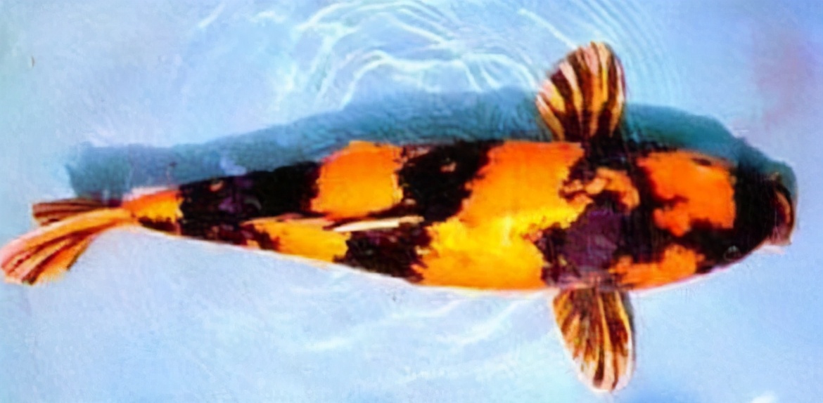 锦鲤的十三个大类名字叫什么,锦鲤十三鳞