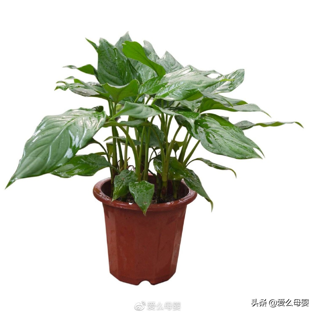 不容易怀孕的人适合养什么花,怀孕后家里适合养什么花