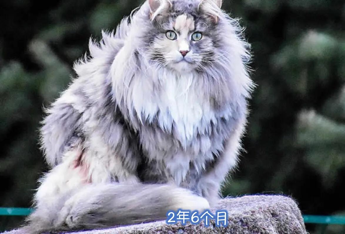 凯米尔斯缅因猫,缅因猫是温柔的巨人吗