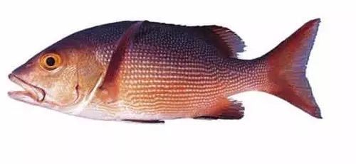 目前最顶级的海鲜鱼,世界上最顶级的海产鱼类