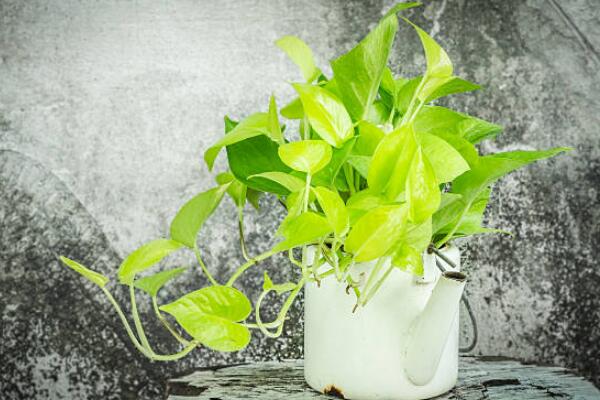 绿萝可以一直在雨地淋雨吗,绿萝能稍微淋雨吗