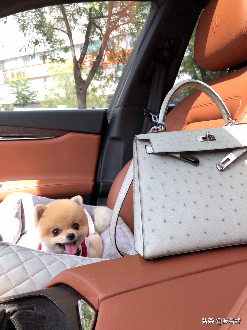 狗狗修毛的视频大全,给狗狗修毛的视频教程