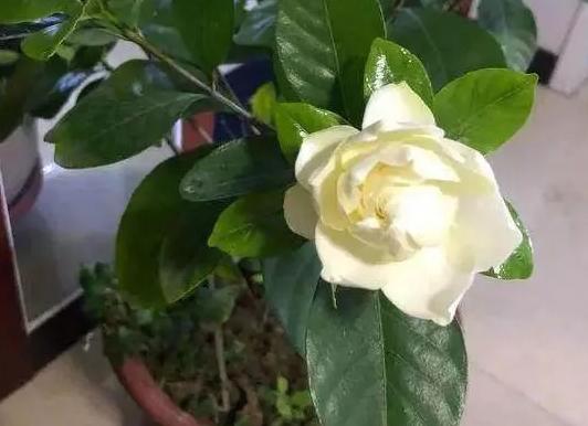 养花有黄叶子怎么办,养花的土壤偏碱怎么办好