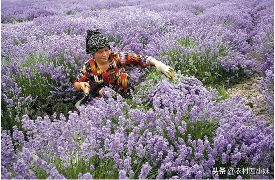 薰衣草种植方法全过程,最大的薰衣草种植基地