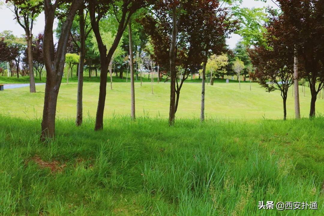 西安大草坪公园推荐,西安有大草坪的公园