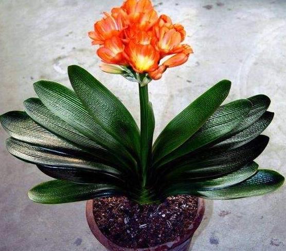秋冬季君子兰换盆可以吗,君子兰春天换盆怎么养才能长得快
