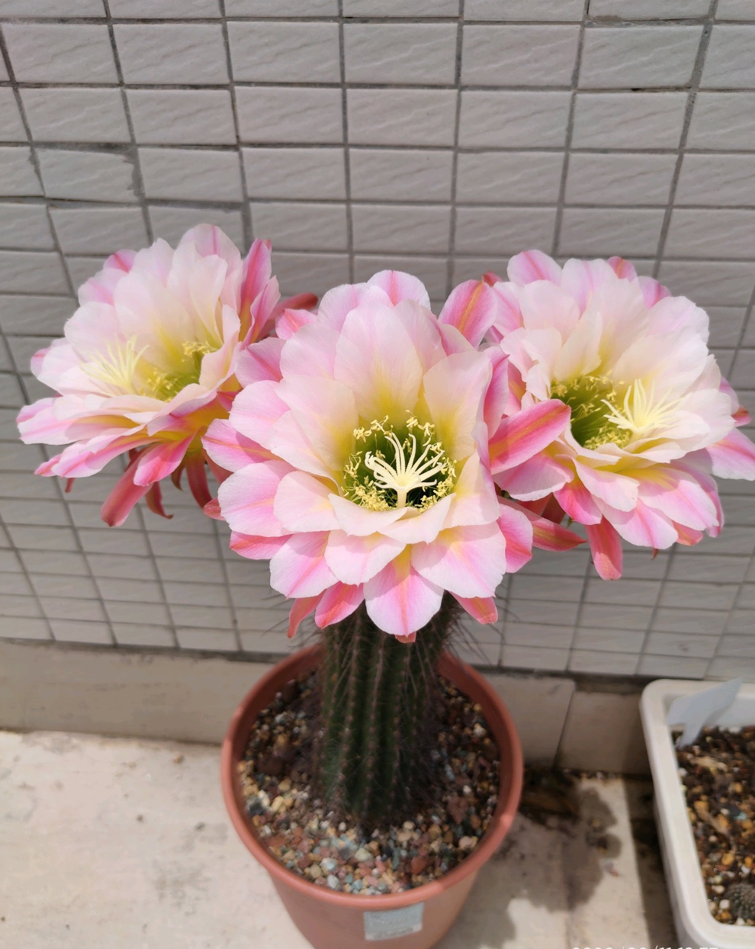 八种会开花的仙人球，每年花开好几次，美丽又好养，新手也能种