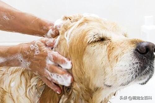 狗狗的体味，大伙知道怎么有效处理吗？一起去看看吧