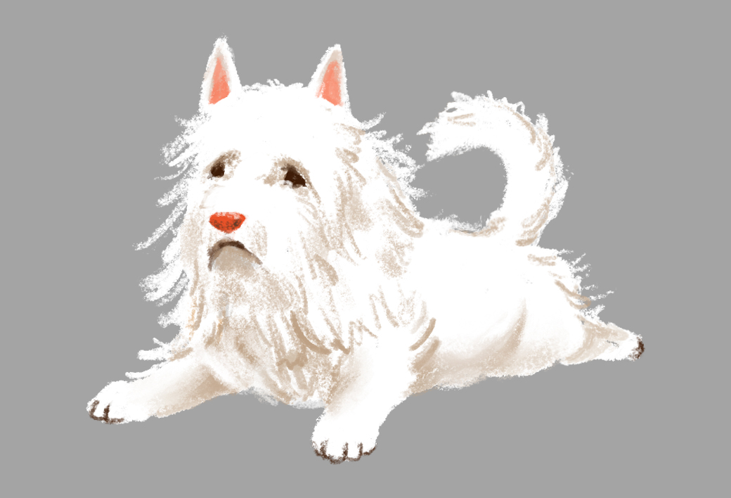 中华田园犬为什么越来越少,中华田园犬怎么越受欢迎了