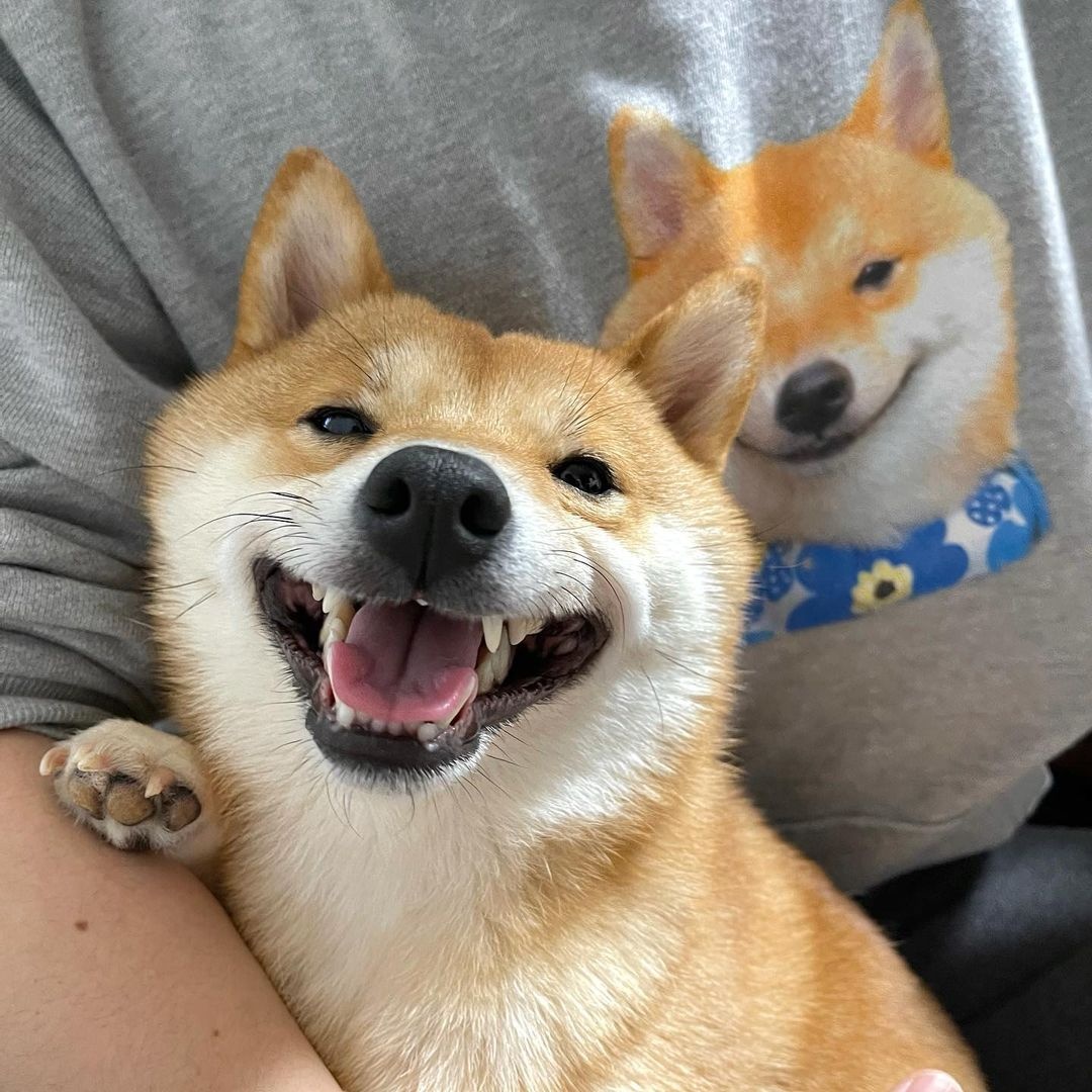 可爱呆萌治愈系的柴犬,柴犬超可爱照片