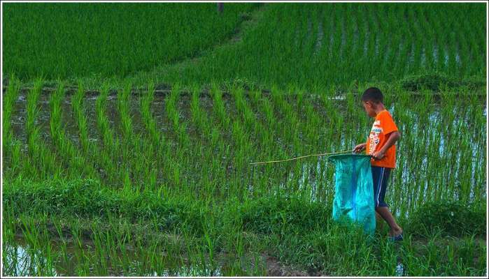 80后儿时玩物“狗婆蛇”，因犯了大忌，如今已是濒危保护动物？