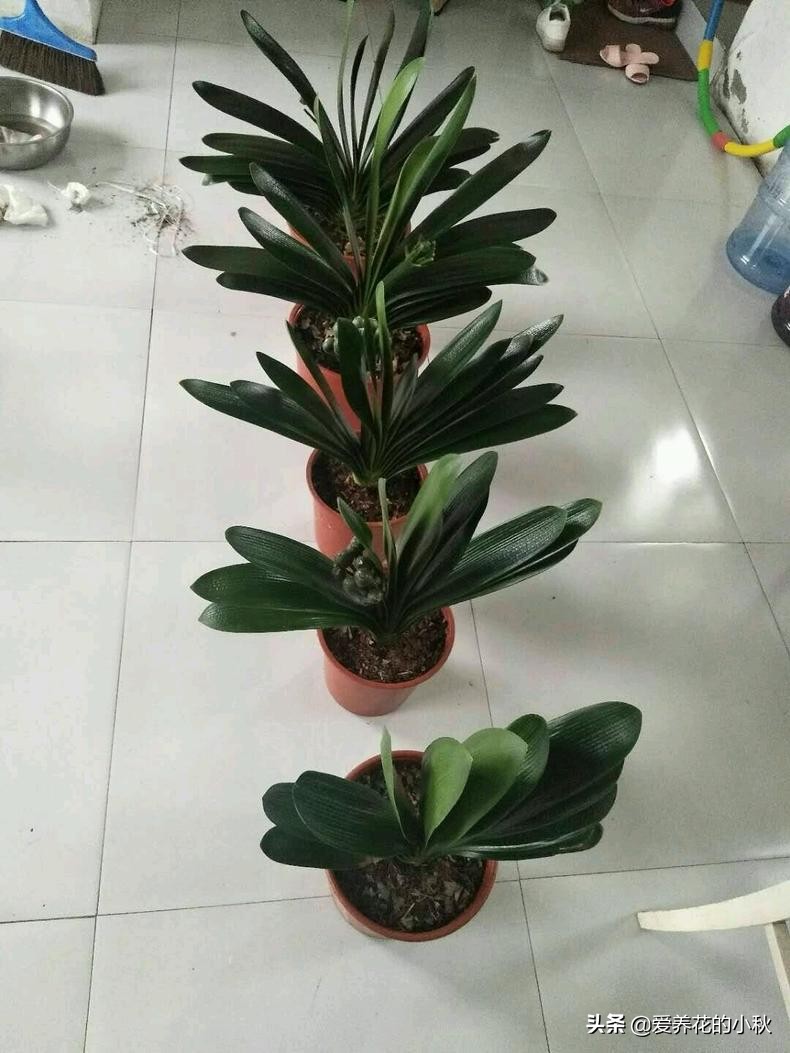 君子兰怎么养才能上箭,君子兰怎么养才不冒花箭