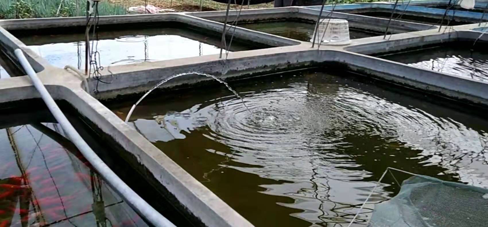 我们养的金鱼有什么品种,我们养鱼的时候怎样才能把它养活