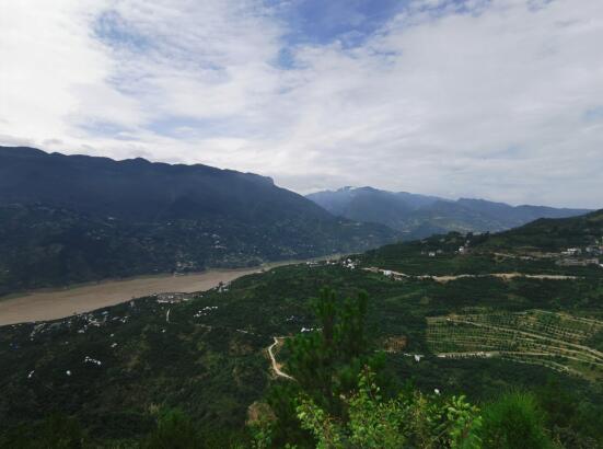 巫山县脆李基地项目,巫山脆李产业