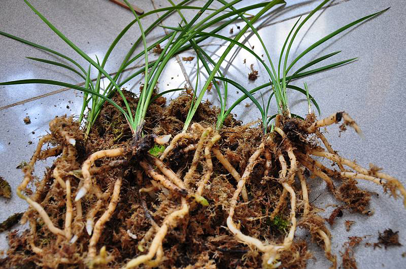 传统铭品与下山兰的选择与培育