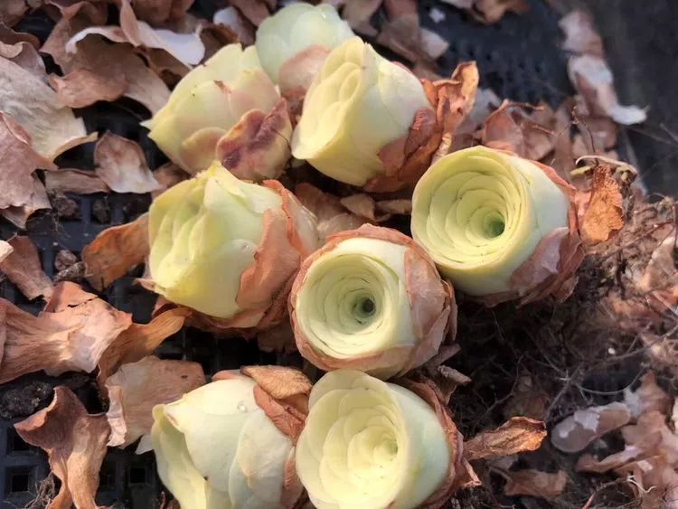 黄玫瑰这么美的风景惊艳到你了吗,优雅漂亮的黄玫瑰图片