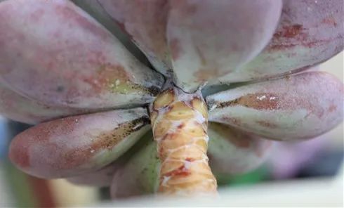 多肉煤烟病可以用酒精擦吗,多肉煤烟病怎么治