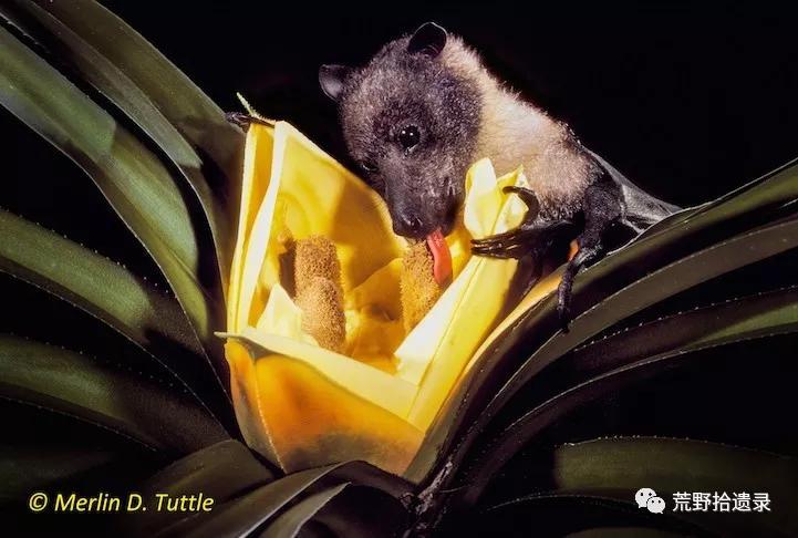 为什么不把蝙蝠除掉,蝙蝠带病毒为啥不把蝙蝠给灭绝