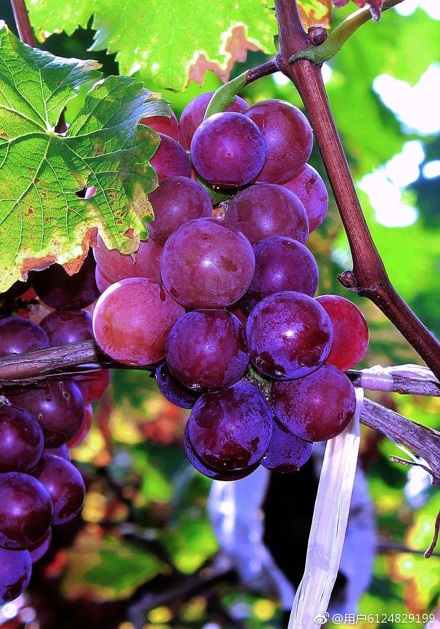 有趣的汉字读音相同,奇妙的汉字多音多义