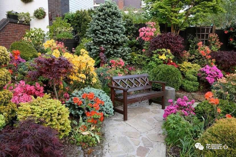 挪威云杉夏天怎么养,挪威云杉温和净肤