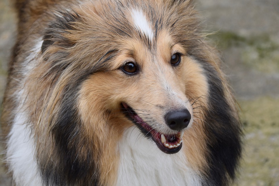 迷你世界怎么给狗狗回血,怎么养博美狗狗的方法大全