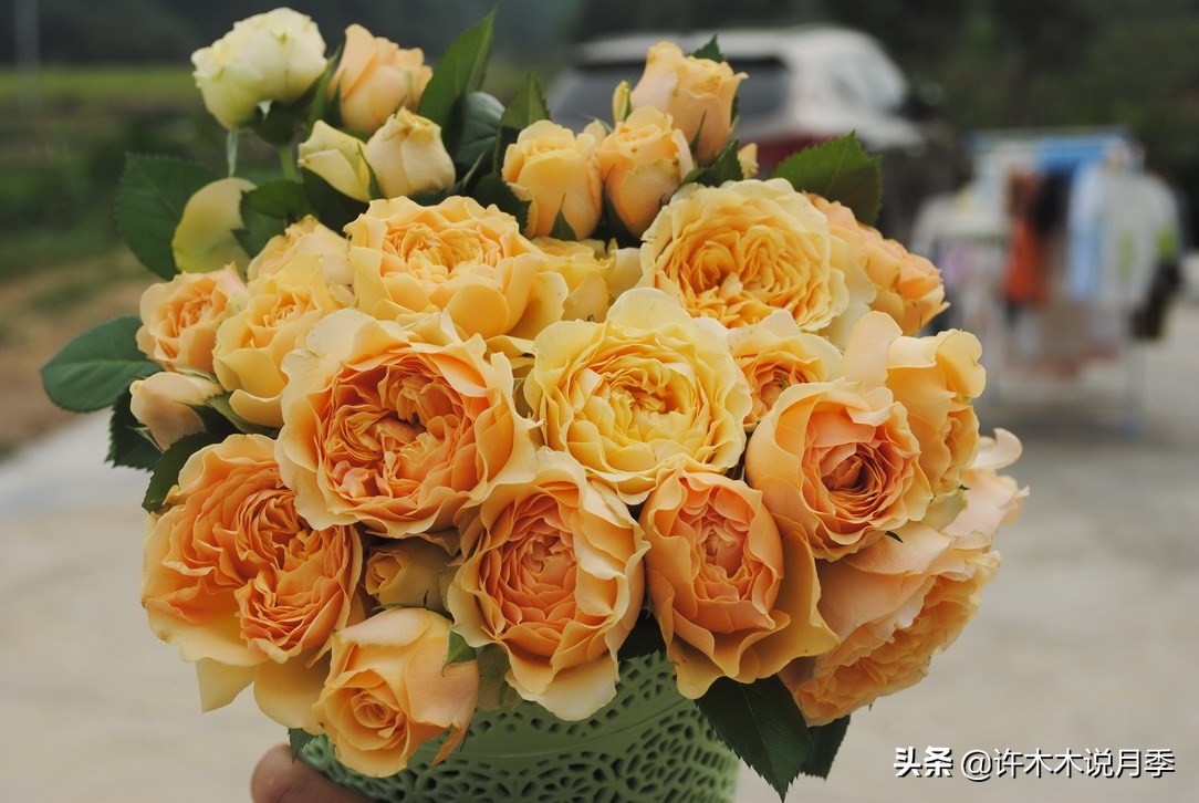 阳台最好养的月季品种推荐,四季开花最好养最好看的月季