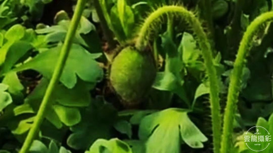 「五絕」平聲三十韻•春系列（18-37）首