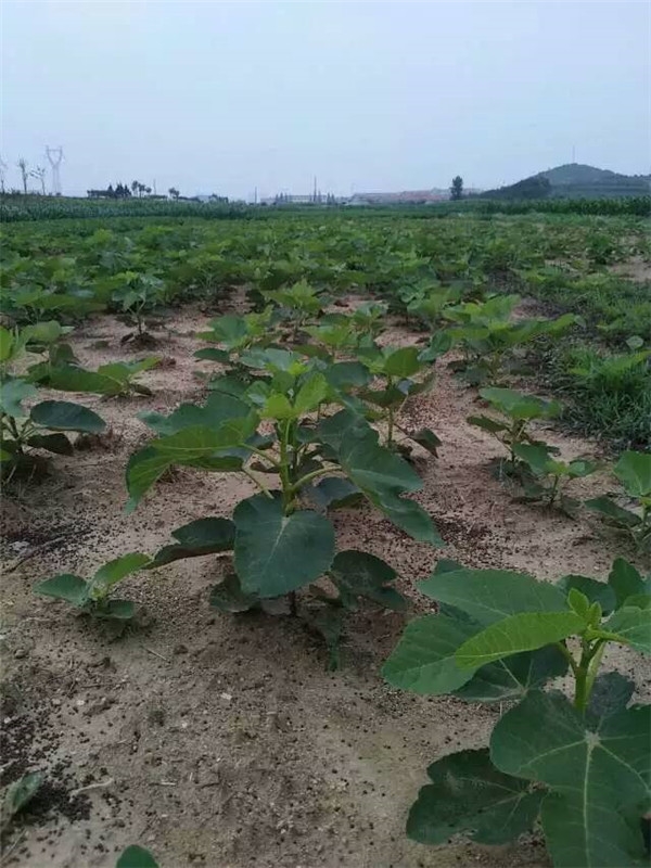 亚当柿无花果苗,亚当无花果就是蓬莱柿吗