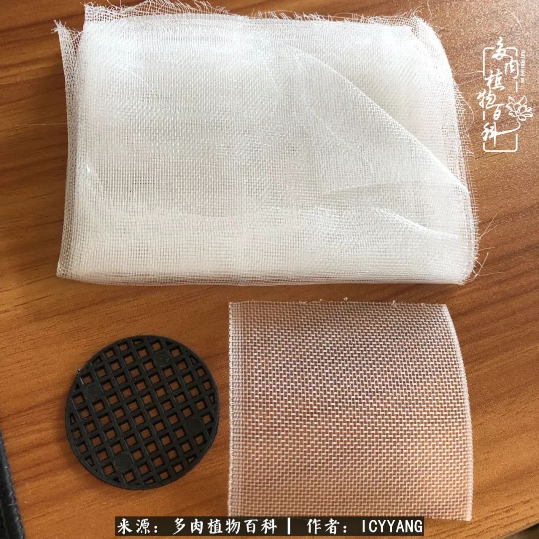 多肉隔着玻璃晒太阳效果好吗,隔着玻璃养的多肉照样长得好