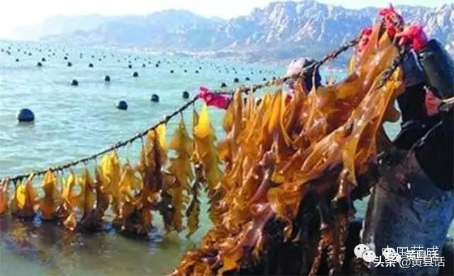 古代的海带,海带在古代是什么