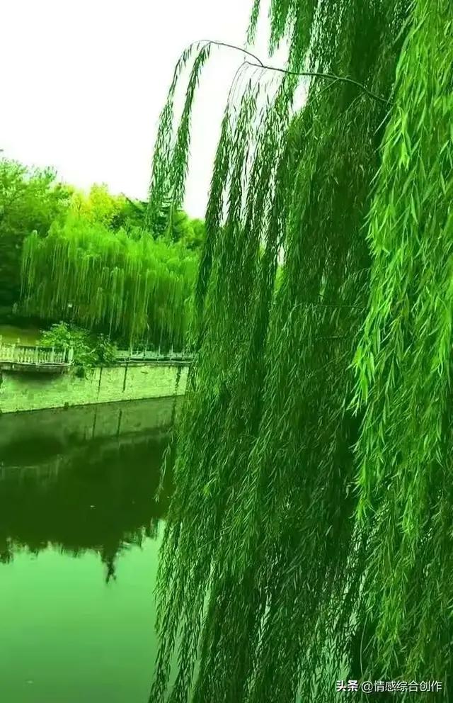 春天的绿代表什么,春天的绿是大自然的灵感吗