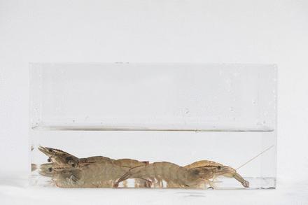 德国排名第一的医疗品牌推出无需插电杀菌棒，实验亲测是否有效